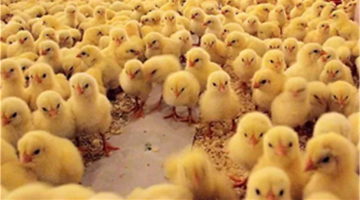 تحديثات الأسعار.. بورصة الدواجن تكشف عن تفاوت جديد في ثمن الكتكوت الأبيض